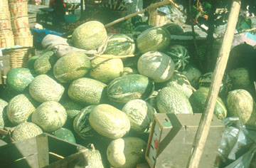 کدو برگ انجیری